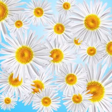 Chamomile Stock Photos