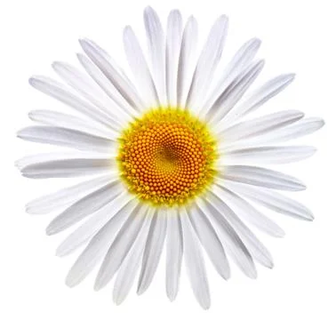 Chamomile Stock Photos