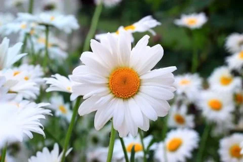 Chamomile 스톡 사진