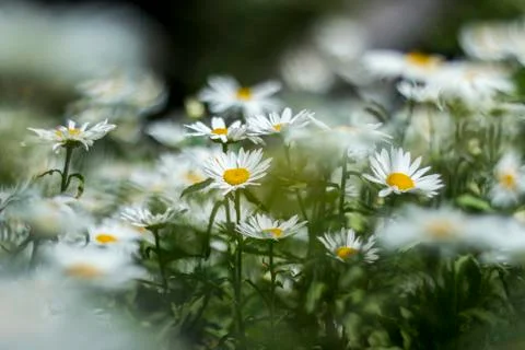 Chamomile Stock Photos