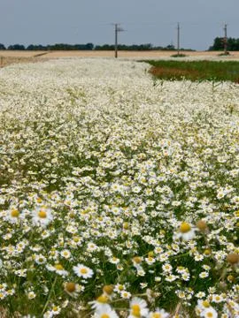Chamomile Foto stock