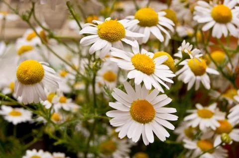 Chamomile Stock Photos
