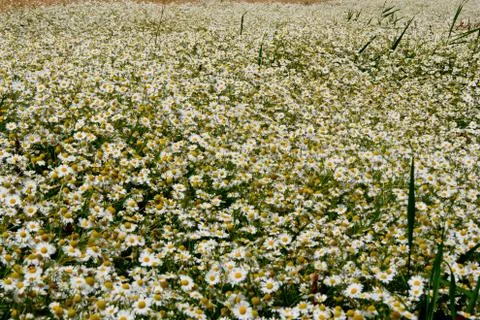 Chamomile Stock Photos