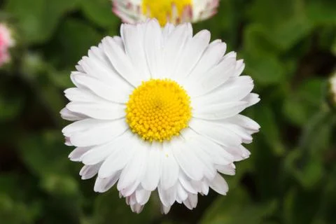 Chamomile Foto stock