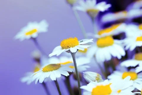 Chamomile Stock Photos