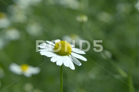 Chamomile Stock Photos