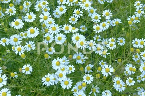 Chamomile Stock Photos