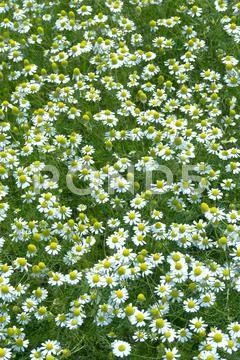 Chamomile Stock Photos