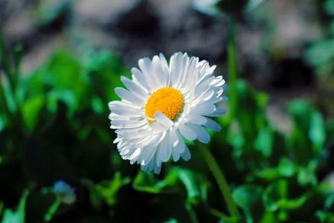 Chamomile Stock Photos