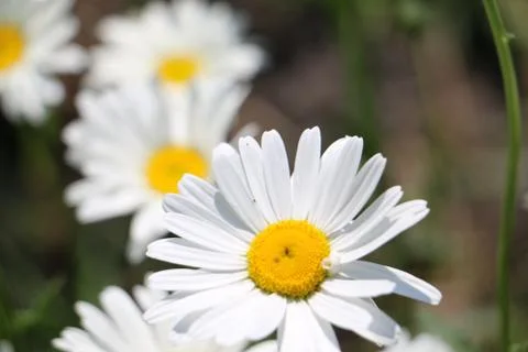Chamomile Stock Photos