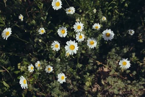 Chamomile Stock Photos