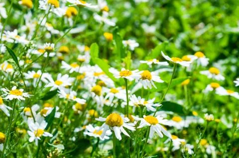 Chamomile Stock Photos