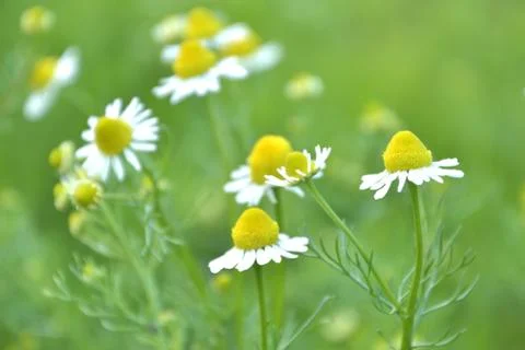 Chamomile Stock Photos