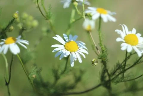Chamomile Stock Photos