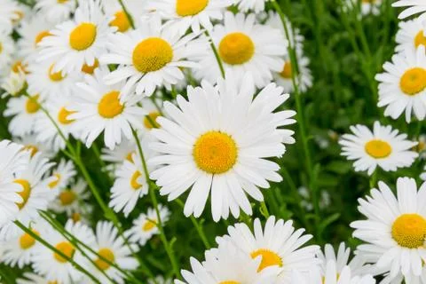 Chamomile Stock Photos
