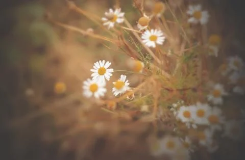 Chamomile Stock Photos