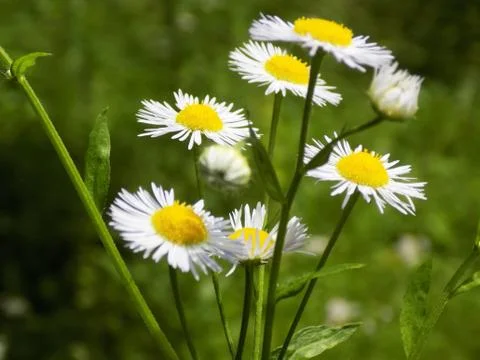 Chamomile Stock Photos
