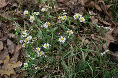 Chamomile Stock Photos