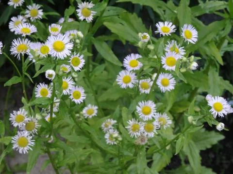 Chamomile 库存照片