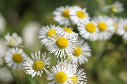 Chamomile Stock Photos