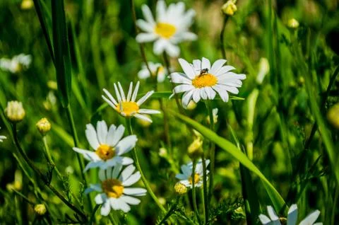 Chamomile Stock Photos