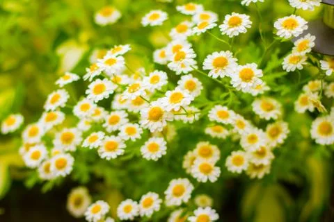 Chamomile Stock Photos
