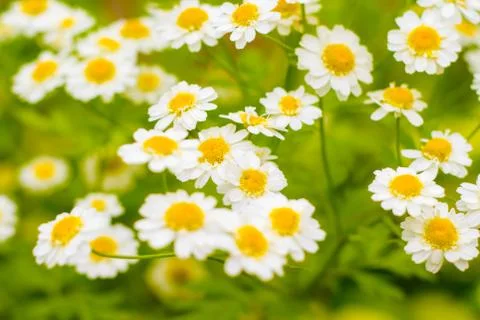 Chamomile Stock Photos