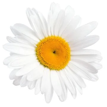 Chamomile. Stock Photos