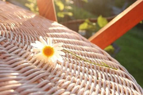 Chamomile Stock Photos