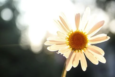Chamomile Stock Photos