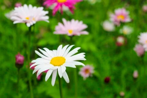 Chamomile Stock Photos