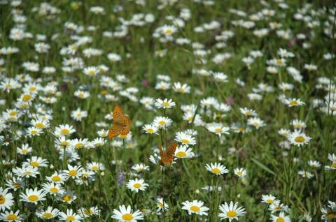 Chamomile 写真素材