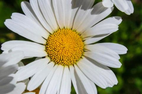 Chamomile Stock Photos