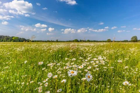 Chamomile Stock-Fotos