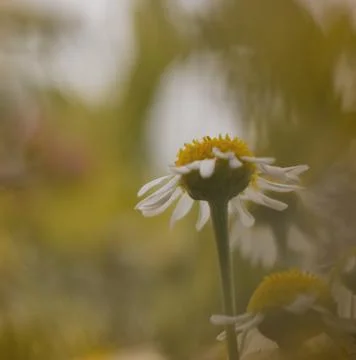 Chamomile Stock Photos
