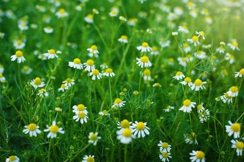 Chamomile Stock Photos