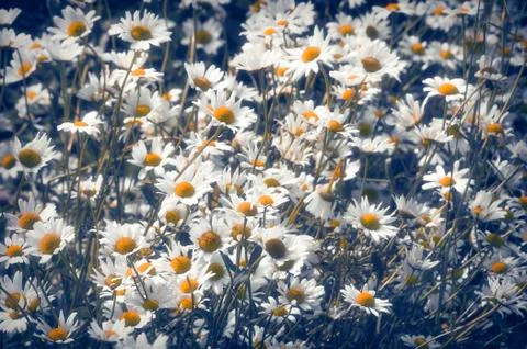 Chamomile Stock Photos