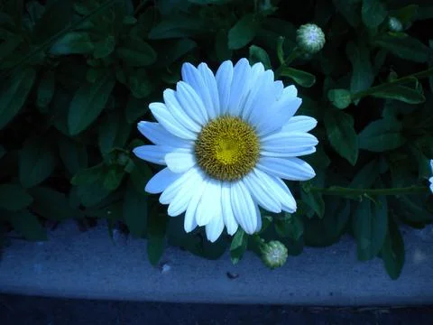 A chamomile Stock Photos