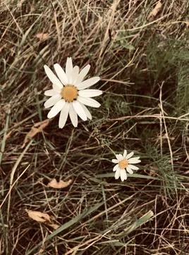 Chamomile Stock Photos