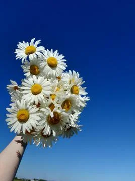 Chamomile Foto stock