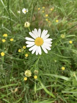Chamomile Foto stock