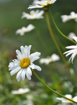 Chamomile Stock Photos