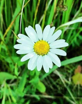 Chamomile 스톡 사진