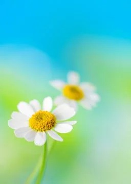 Chamomile Stock Photos