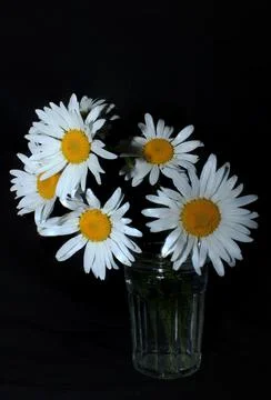 Chamomile Stock Photos