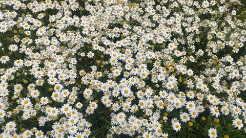 Chamomile Stock Photos