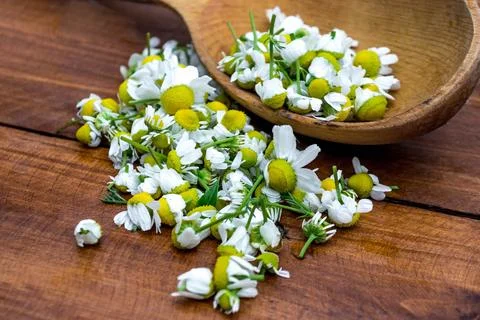 Chamomile Stock Photos