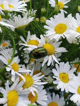 Chamomile Stockfoto's
