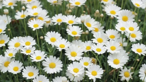 Chamomile plants Stock Footage 74801701