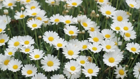 Chamomile plants Stock Footage 74801723